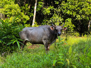 Buffalo standing in lush green forest with trees and grass