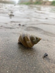 cluster banded mystery snails clustered on wet sand, collection aquatic snails lies scattered across sandy surface. textures and patterns of their shells, revealing the intricacies of nature