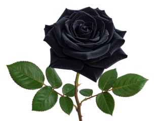 black rose with isolated on a transparent background
