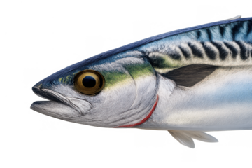 Atlantic mackerel fish head close up on transparent background, fresh wild scomber scombrus, seafood concept