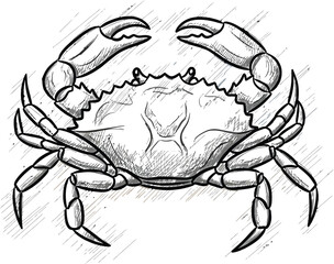 Sketch of a crab with raised claws against a subtle watercolor background texture