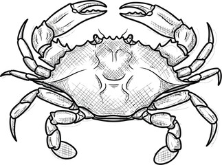 Detailed black and white sketch drawing of a blue crab facing forward