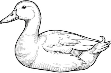 Detailed black and white sketch drawing of a domestic duck resting peacefully