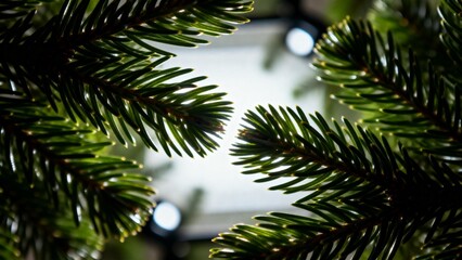 Obraz premium Closeup of green pine tree branches