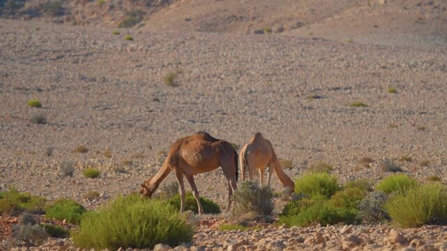 Footage capturing two dromedary camels grazing on sparse vegetation in the rocky, sun-drenched desert landscape near Wadi Bani Khalid, a prominent natural attraction in the Sharqiyah region of Oman.