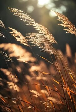 Golden backlit wheat blowing in the wind