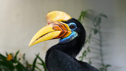 a portrait of a colorful hornbill native to Indonesia. the knobbed hornbill (Rhyticeros cassidix). It is the national bird of Sulawesi Island and is commonly known as the Julang Sulawesi