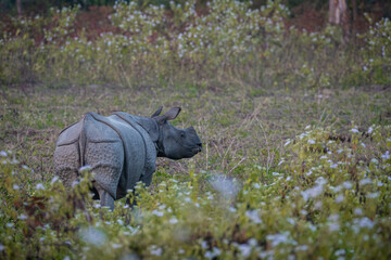 rhino in the grass © Jitu