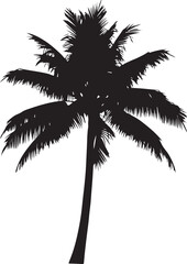 silhouette of a palm tree