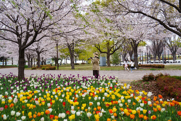 Obraz premium お台場で撮った桜の花