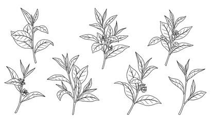 Hand drawn green tea botanical outline illustration set with tea branches and leaves © Najmul