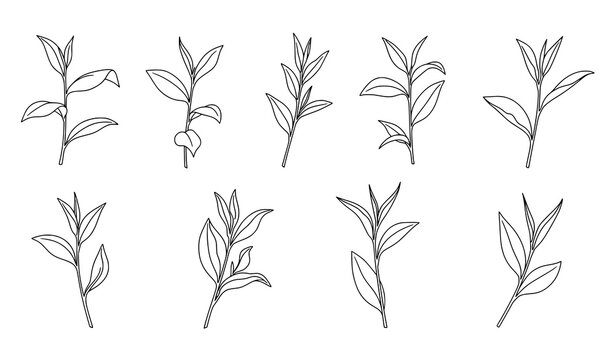 Minimal green tea leaf branches outline vector illustration botanical floral set