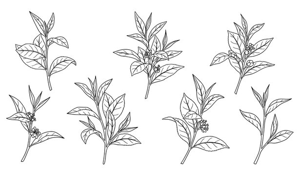 Hand drawn green tea botanical outline illustration set with tea branches and leaves