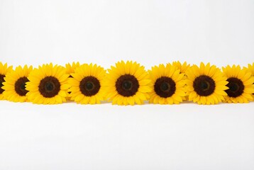 Perfectly Formed Row of Vibrant Yellow Sunflowers on White