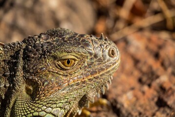 Fototapeta premium Detailed profile of green iguana head featuring rough scaly skin texture and sharp yellow eye