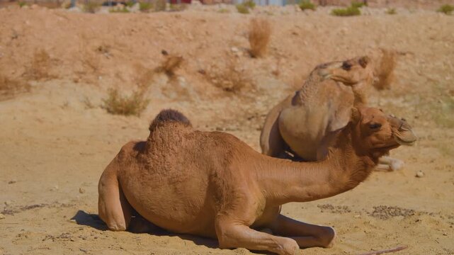 Footage capturing a peaceful moment with dromedary camels resting on the sand in the stunning desert environment near Wadi Bani Khalid, a famous tourist destination in the Sultanate of Oman