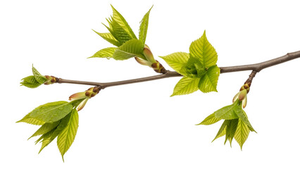 Fresh Green Leaves Branch Isolated on White Background