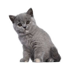 Adorable fluffy gray kitten sitting on a white background.