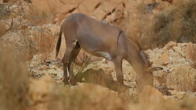 Footage of a wild donkey (Equus africanus) grazing amidst dry brush and rugged, rocky terrain in the desert environment of Wadi Bani Khalid, Oman.
