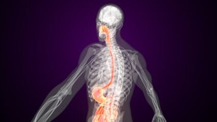 Male red colour digestive system anatomy. 3d illustrations