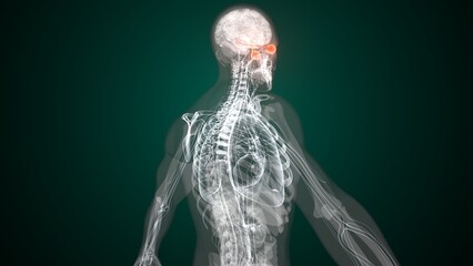 Male red colour eyes anatomy. 3d render