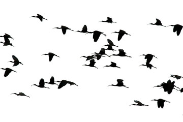 Silhouette of a flock of birds on png format. Glossy Ibis are flying in the backlight. Ornithology. Birds are flying against a transparent background. © Burak