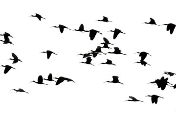Silhouette of a flock of birds on png format. Glossy Ibis are flying in the backlight. Ornithology. Birds are flying against a transparent background.