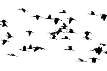 Fotobehang Vogels Silhouette of a flock of birds on png format. Glossy Ibis are flying in the backlight. Ornithology. Birds are flying against a transparent background.  © Burak