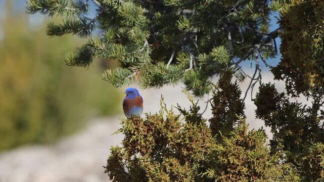 Male Western Bluebird in a juniper tree under a pinyon pine in Bluewater Lake State Park in northwestern New Mexico