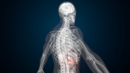 Male red gallbladder anatomy with colourful background. 3d render