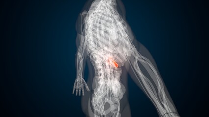 Male red gallbladder anatomy with colourful background. 3d render