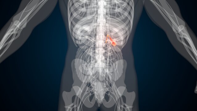 Male red gallbladder anatomy with colourful background. 3d render