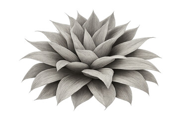 Obraz premium Succulent plant with grey leaves, representing resilience, desert greenery, and natural decorative elements on transparent background