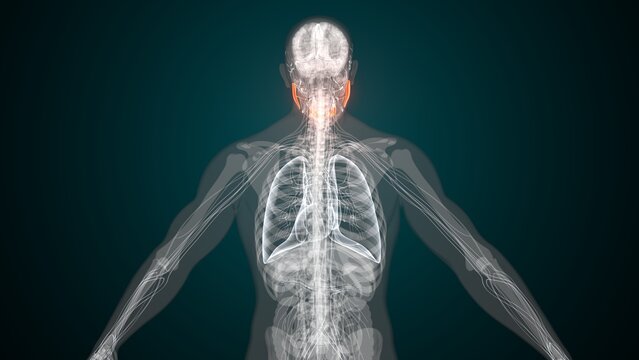 Male red glands anatomy. 3d illustrations
