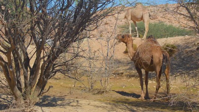 Footage captures two dromedary camels (Camelus dromedarius) foraging for twigs and leaves from dry shrubs in an arid, sandy desert landscape near Wadi Bani Khalid, Oman.