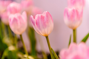 Fototapeta premium Exhibition show on tulips flowers in different color with selective focus or blur background with bokeh light effects.