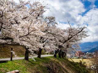 満開の桜の花　花見　長野県