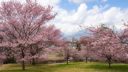 満開の桜の花　花見　長野県