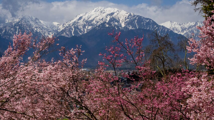 満開の桜の花　花見　長野県