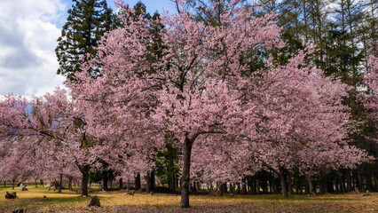 満開の桜の花　花見　長野県