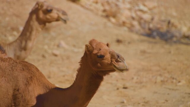Footage of two dromedary camels resting in the sandy, arid environment near Wadi Bani Khalid in Oman, a region known for its stunning wadis and desert landscapes.
