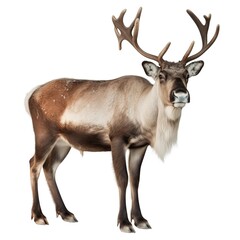 Obraz premium Elegant stag with impressive branching antlers standing proudly against a white background