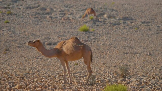 Footage of two dromedary camels (Camelus dromedarius) grazing on sparse vegetation in the arid, rocky environment of Wadi Bani Khalid, Oman.