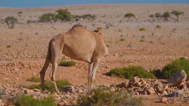 A semi-wild, single-humped Dromedary camel (Camelus dromedarius) stands in a dry, rocky desert environment with sparse vegetation, typical of the landscape surrounding the Wadi Bani Khalid area in Oma