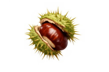 Horse chestnut nut emerging from its green prickly husk, symbolizing autumn harvest and natural growth