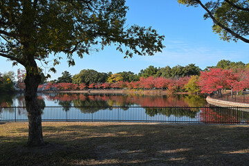 池の周りに紅葉した桜並木がある風景