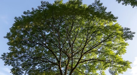 Lush green foliage of a large tree spreads widely against a clear bright sky