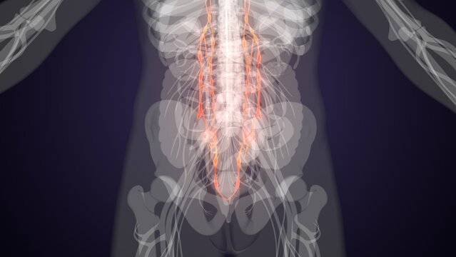 Red colour spinal cord nerves with colourful background. 3d render