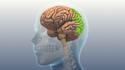 Occipital Lobe Disorder Leading to light sensitivity and Blurred Vision