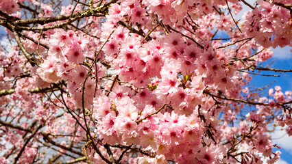 満開の桜の花　花見　長野県